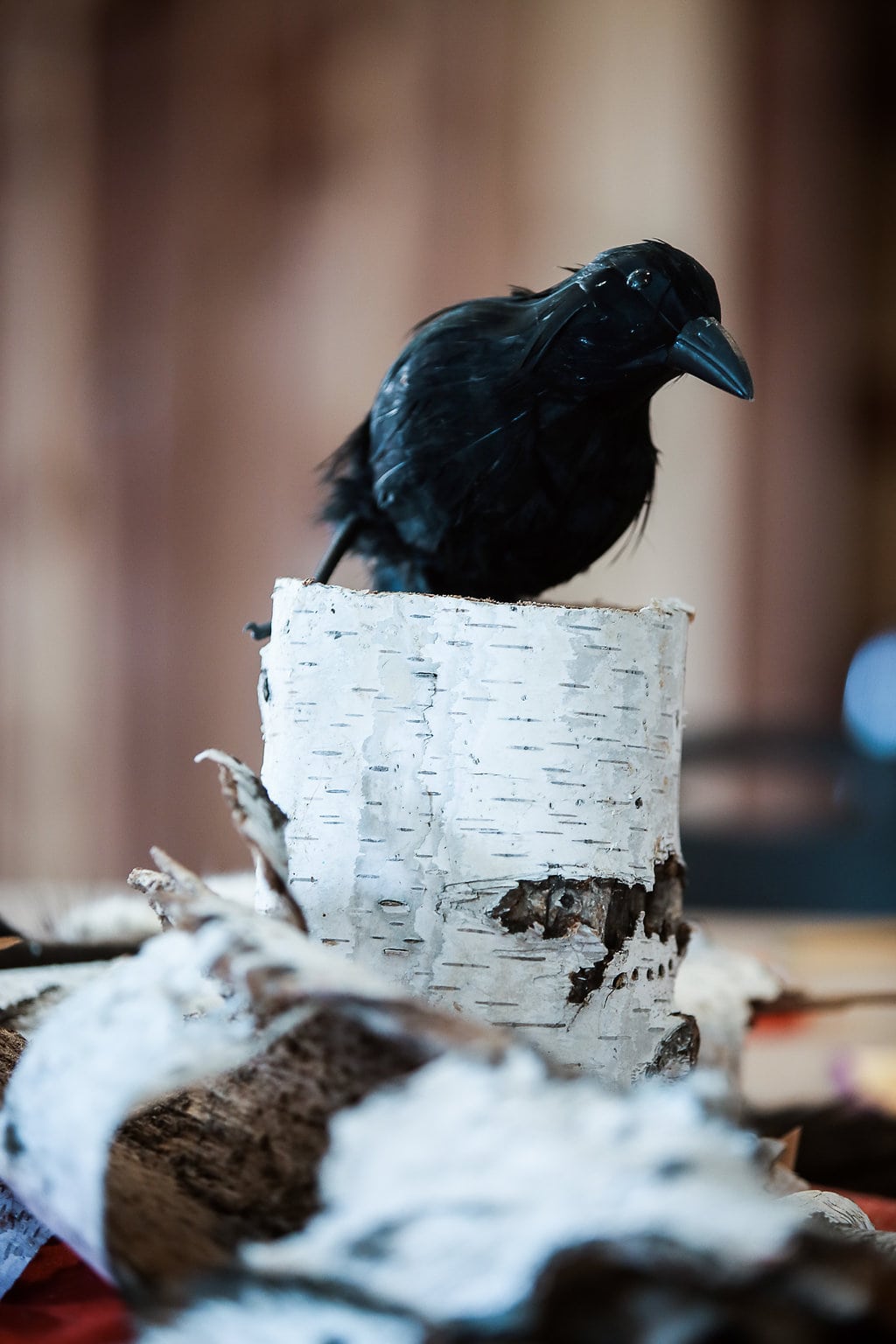 A black faux crow -  - a story prop idea for teaching THE BIRCHBARK HOUSE by Louise Erdrich