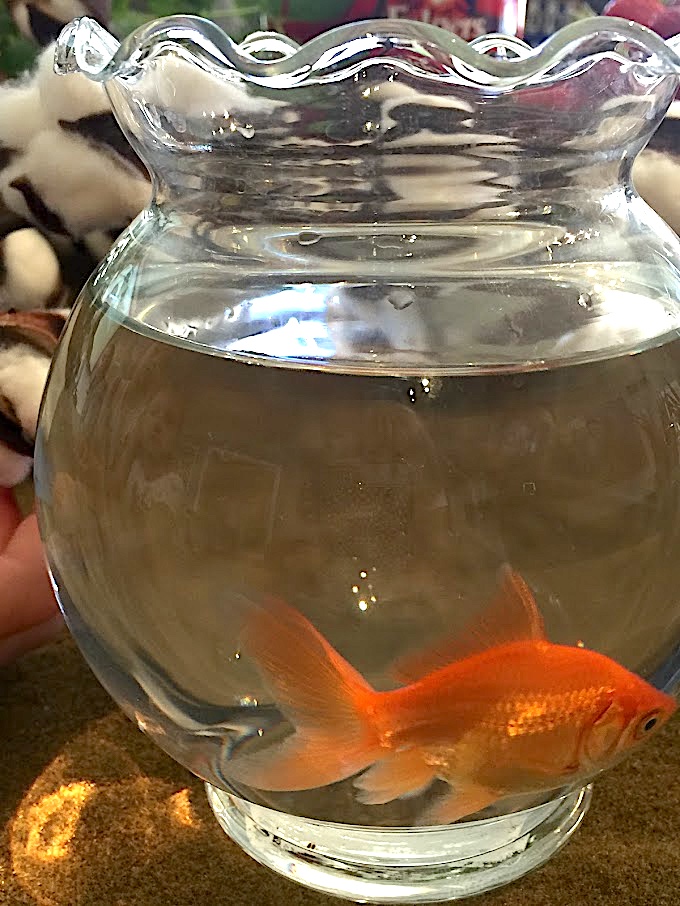 Francisco's goldfish as a story prop - a creative idea for teaching THE CIRCUIT by Francisco Jiménez 